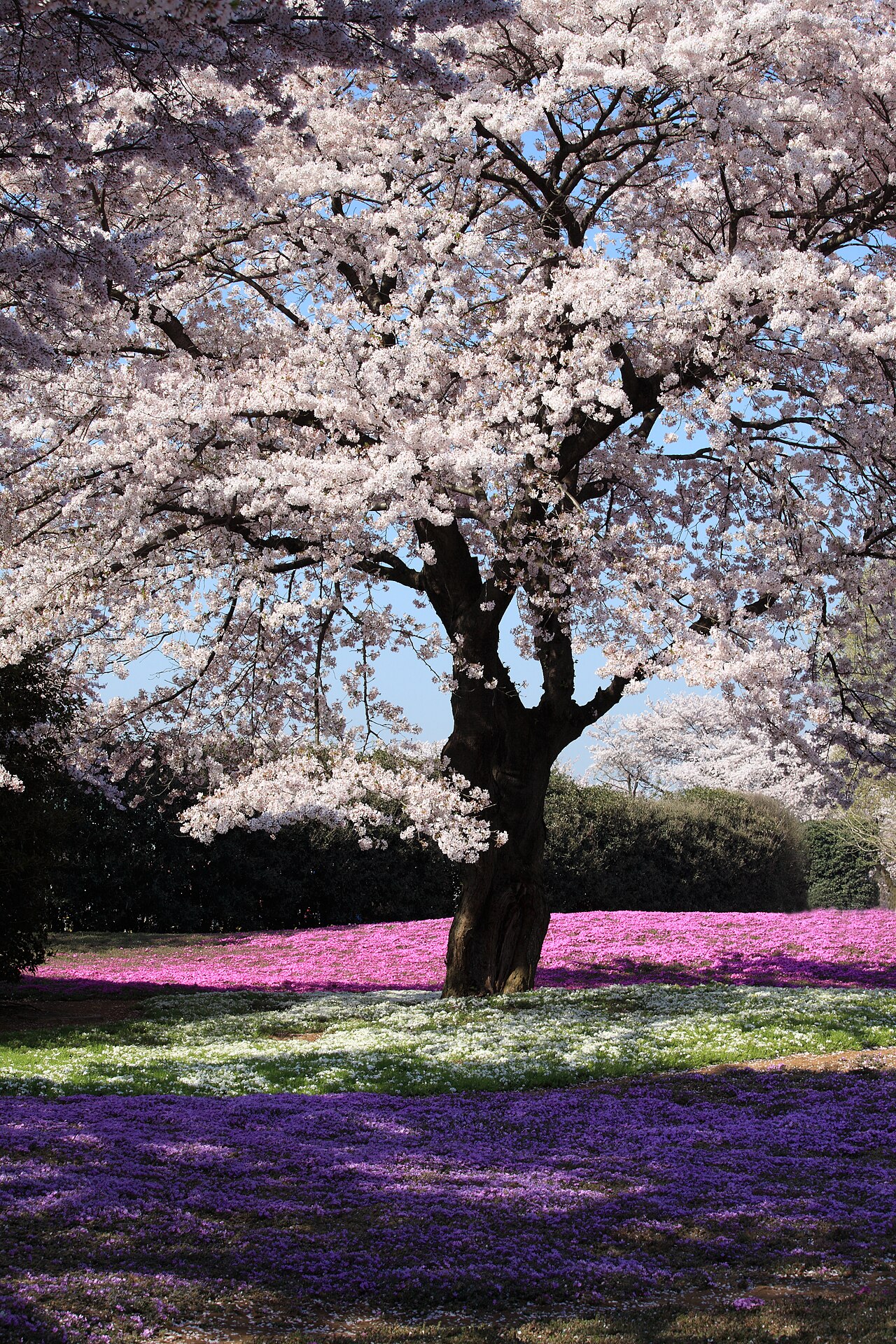 Prunus cerasoides blooms