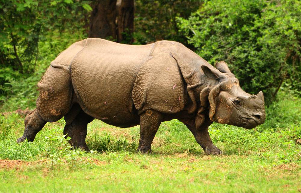 Indian one-horned rhinoceros
