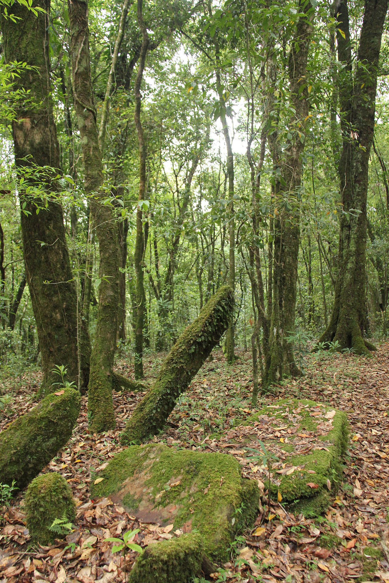 Meghalaya sacred forest