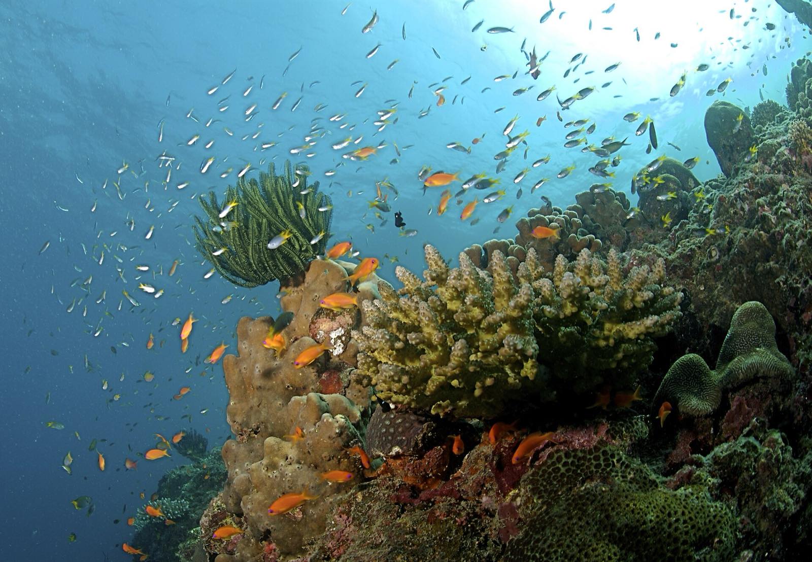 Coral reef, Andaman Islands