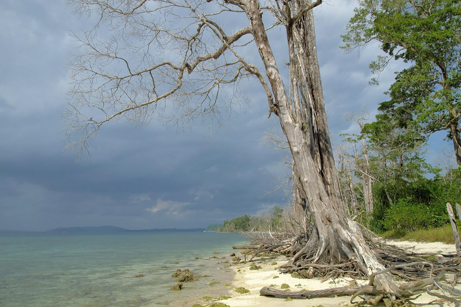 Elephant Beach, Havelock