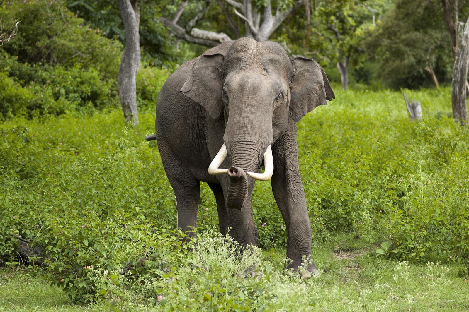 Elephant in Bandipur Tiger Reserve