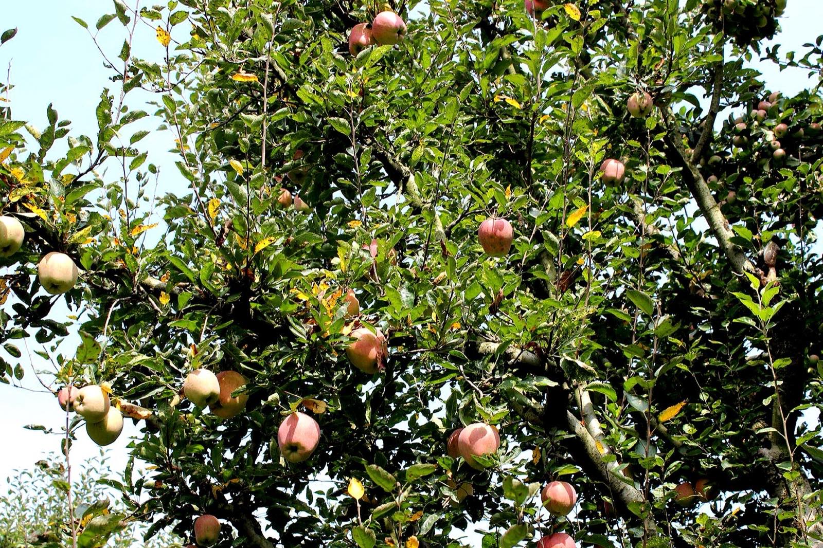 Apple orchards, Kashmir Valley