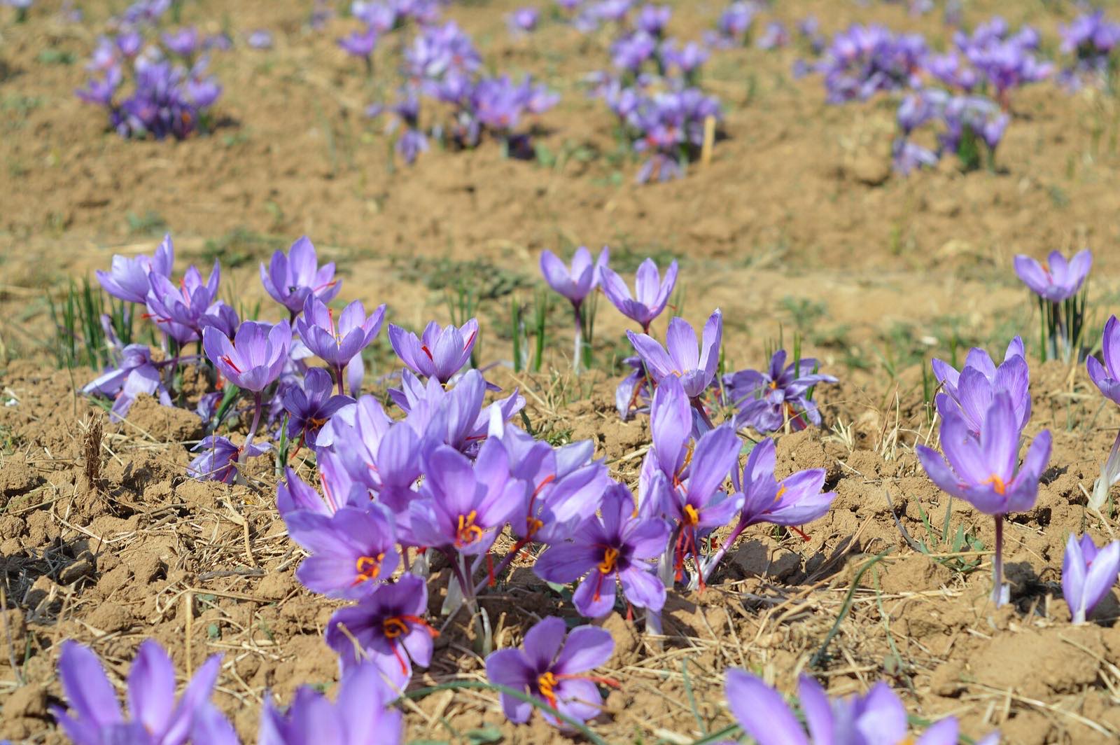 Saffron fields, Pampore