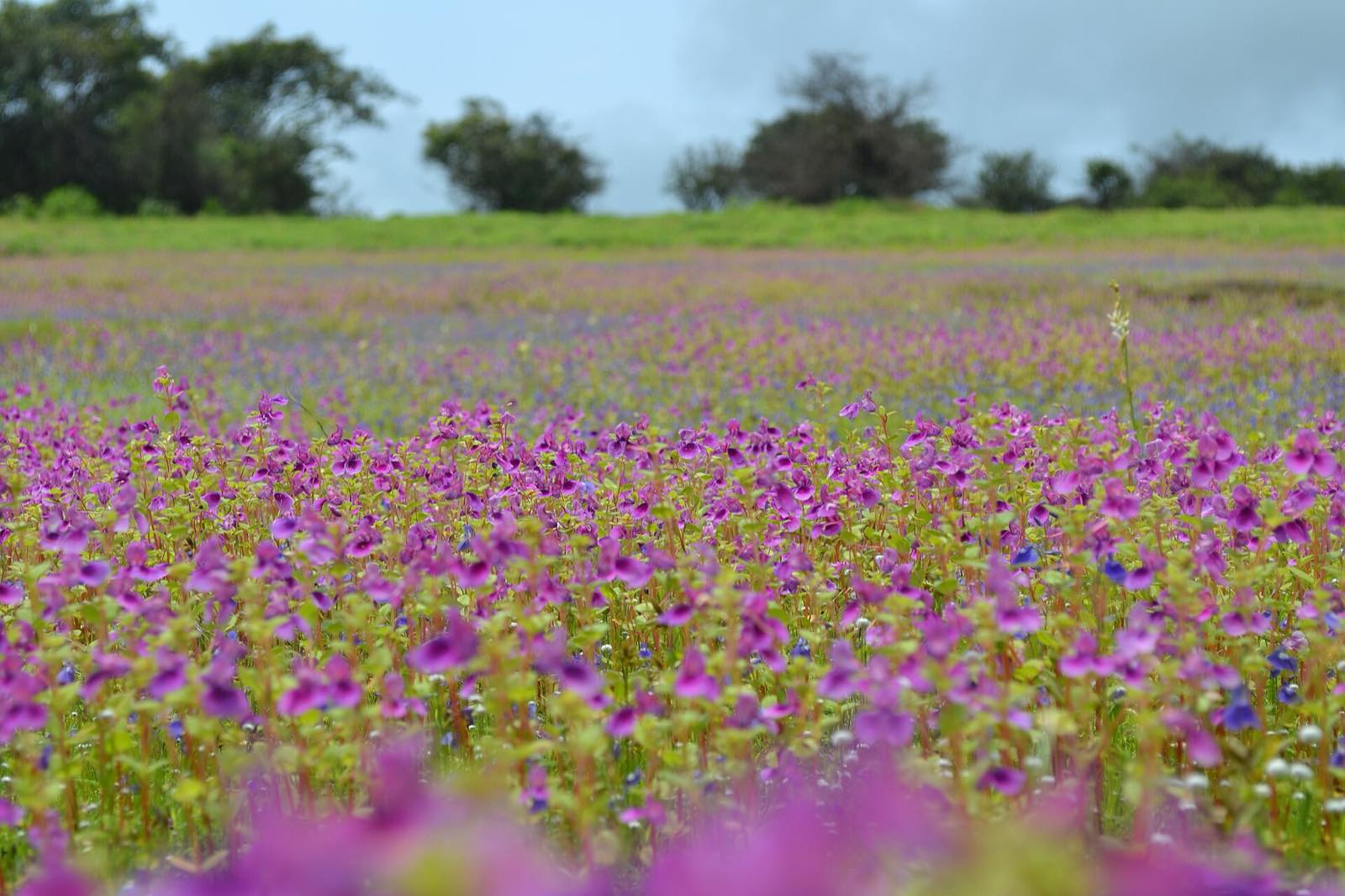 Kaas Plateau in bloom