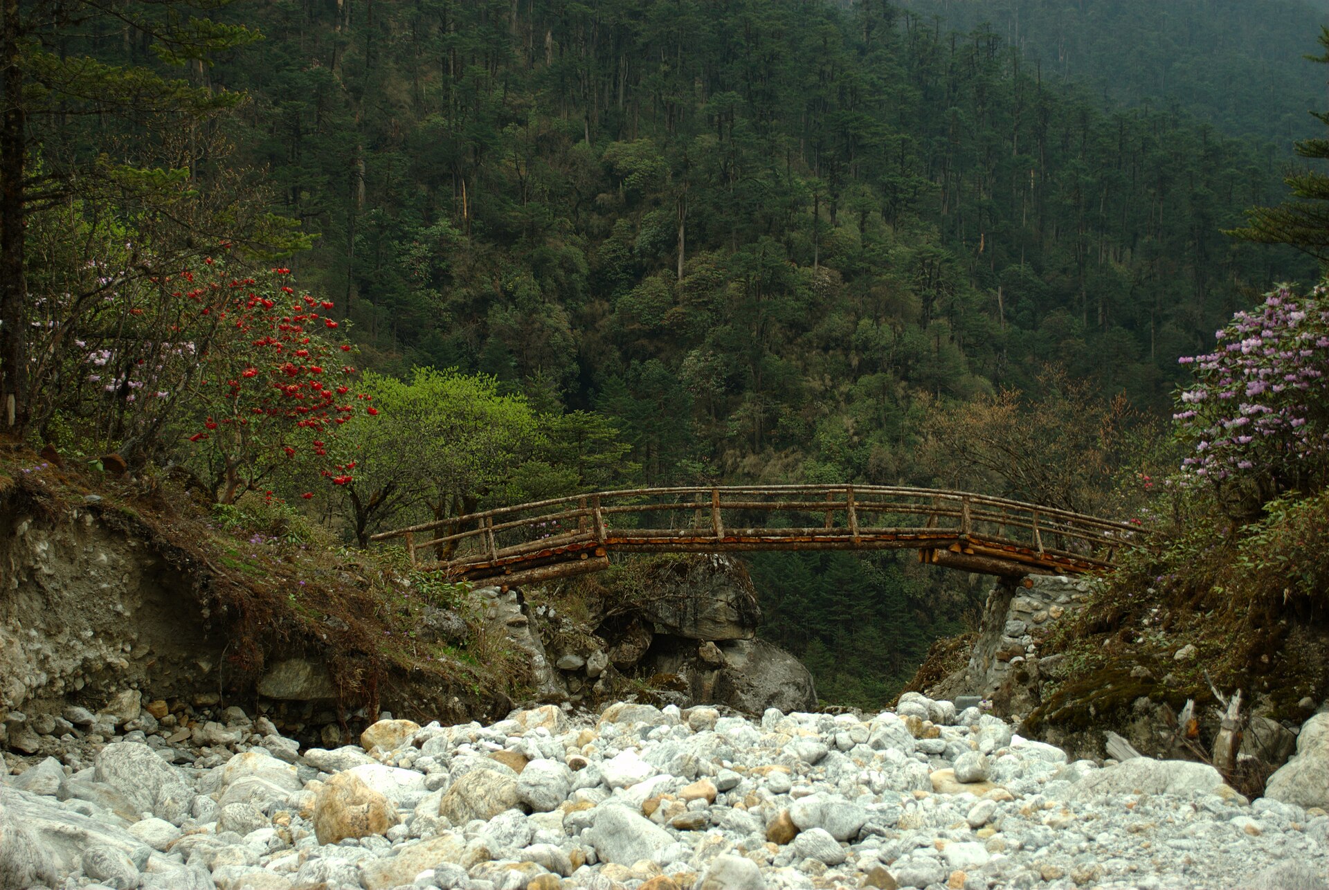 Rhododendrons in the Yumthang valley