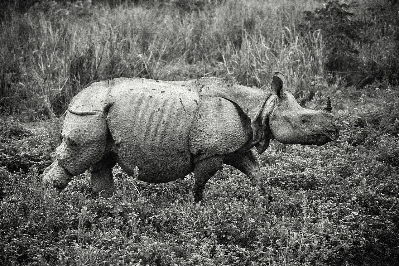 Kaziranga Rhino