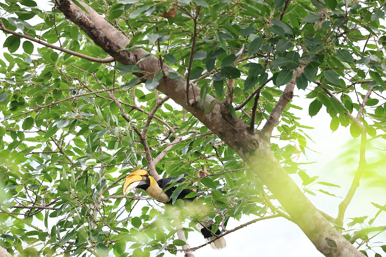 Hornbill Bird